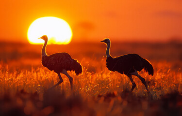 Two ostriches walking in the grass at sunset