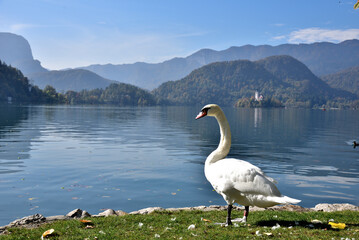 swan on lake