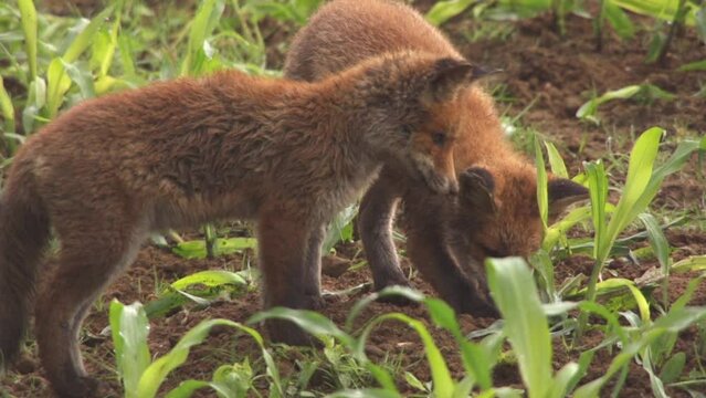 two jung foxes playing on a field in summer, (slow-motion)
