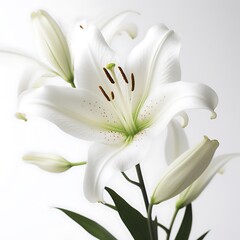 Fototapeta premium Seamless pattern design of white roses flower