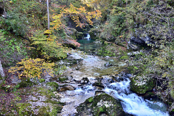 stream in the forest