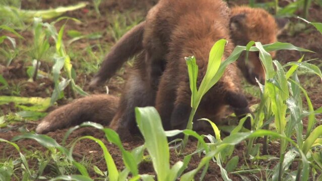 two jung foxes playing on a field in summer, (slow-motion)