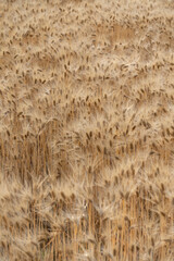 Close-up of the barley field