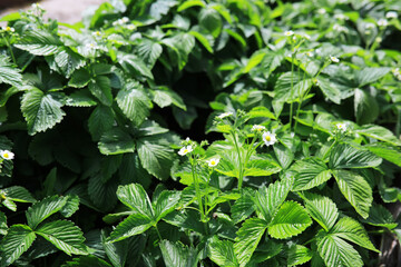 Dense leaves of blooming strawberry