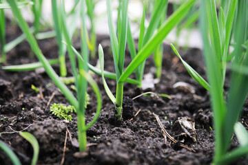 Flowers and plants summer field in sunlight