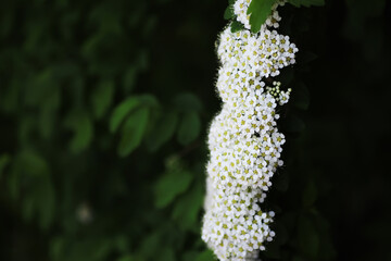 Spring bloom. The first flowers against the background of green spring.