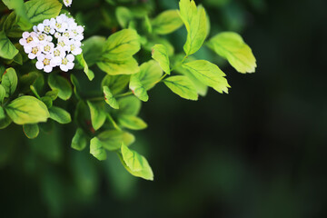 Spring bloom. The first flowers against the background of green spring.