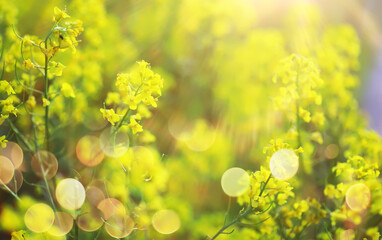 Obraz premium field in sunlight with flowers and plants summer