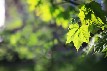 Summer landscape, lush green vegetation and nature.