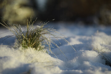 White snow on a bare tree branches on a frosty winter day, close up. Natural background. Selective botanical background.