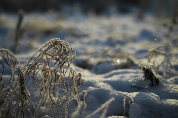 White snow on a bare tree branches on a frosty winter day, close up. Natural background. Selective botanical background.
