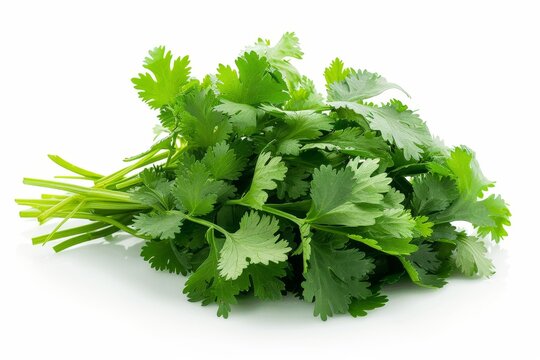 Fresh green cilantro bunch isolated on white background.