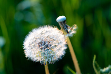 Dandelion with seeds close-up view from above on a green background