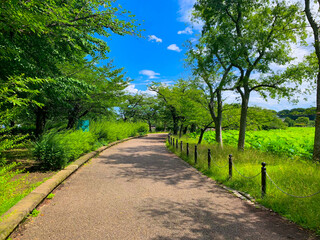 公園の散歩道