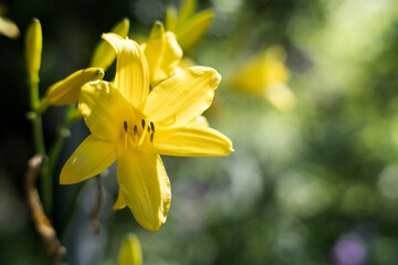 Lilia, kwiat. © Blaszko