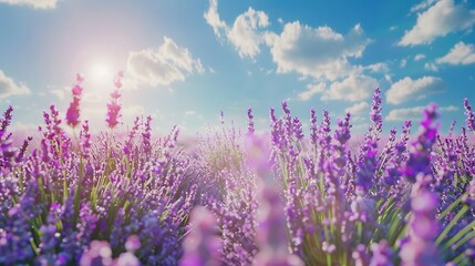 Fototapeta premium Lilac lavender fields, lavender landscape