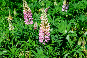 Close up of pink flowers of Lupinus, commonly known as lupin or lupine, in full bloom and green grass in a sunny spring garden, beautiful outdoor floral background photographed with soft focus.