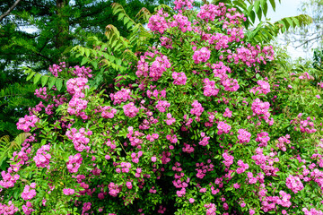 Bush with many delicate vivid pink magenta rose in full bloom and green leaves in a garden in a sunny summer day, beautiful outdoor floral background photographed with soft focus.
