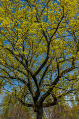 Bäume in einem Park im Frühling