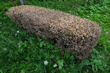 boxwood bush damaged by a moth