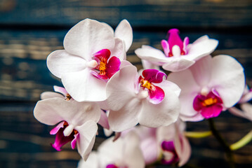 A branch of purple orchids on a brown wooden background
