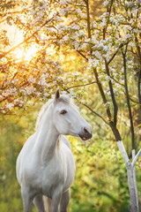 white horse in blossom garden