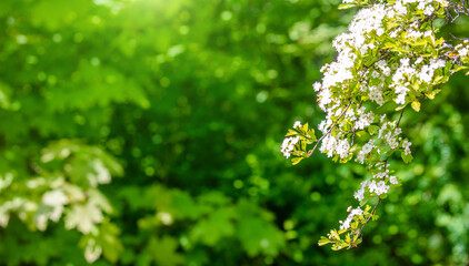 White hawthorn flowers on a green natural background
