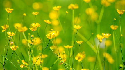 Meadow Buttercups grow on a green natural background
