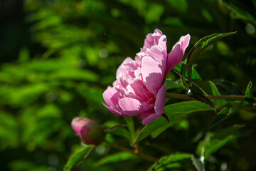pink peony in bloom