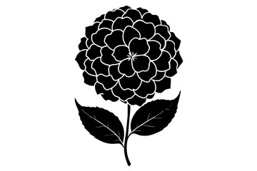 hydrangea flower silhouette vector illustration