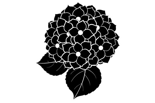 black hydrangea flower on white background clip art preview