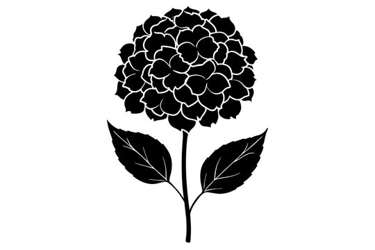 black hydrangea flower on white background clip art preview
