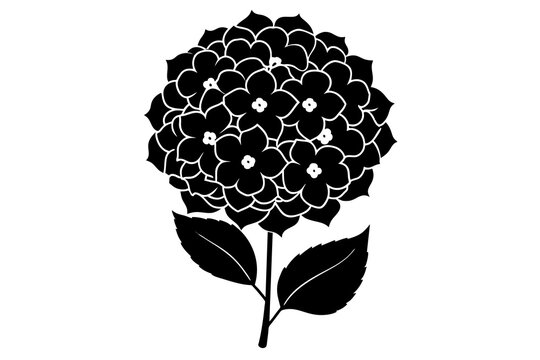 black hydrangea flower silhouette on white background clip art preview