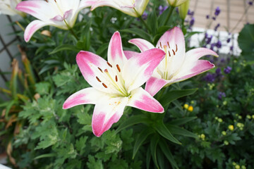 Fototapeta premium ユリの花