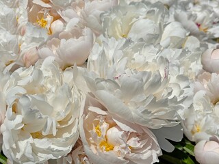 Flowers peonies white pink beautiful petals tenderness softness floral purity. © OLENA