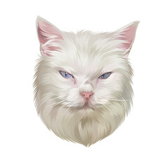 Colorful Detailed Cat Illusration