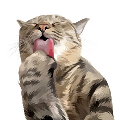 Colorful Detailed Cat Illusration