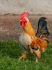 A decorative rooster walks on the grass