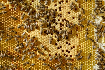 bees work on the partition of the honey sheets and the offspring