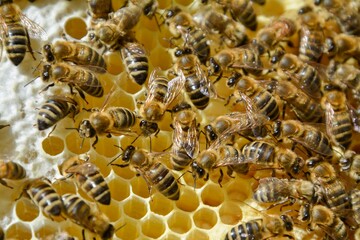 bees work on the partition of the honey sheets and the offspring