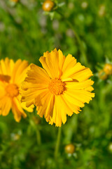 Star tickseed flowers