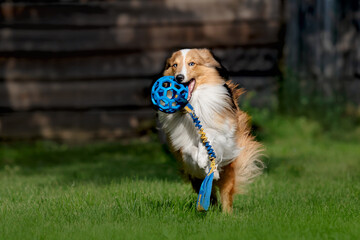 Shetland Sheepdog playing with blue ball. Sheltie dog running on the green grass. 