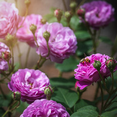 Roses (Mercedes) and a Bee