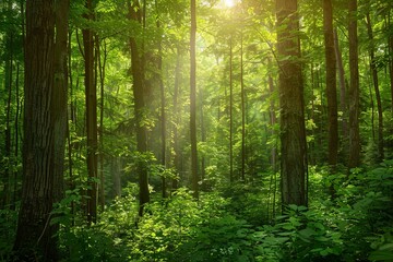 Obraz premium Sunlight filters through the dense canopy of trees in the forest, creating a magical and ethereal atmosphere.