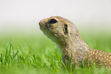 A European ground squirrel in a meadow in spring
