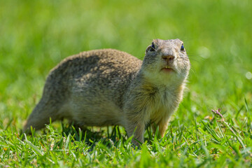 A European ground squirrel in a meadow in spring
