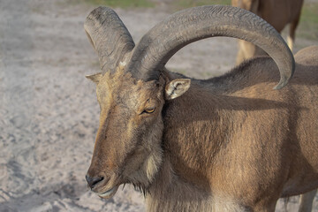 Barbary sheep with with curved horns and long shaggy hair on throat and front legs, rocks background