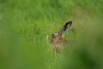 A European hare hiding in a meadow