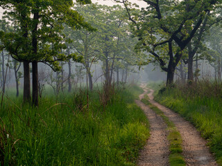 Fototapeta premium Misty day with a winding dirt path through tall grass and trees