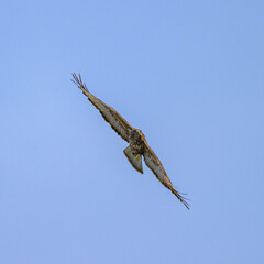 A Common Buzzard flying on a sunny day